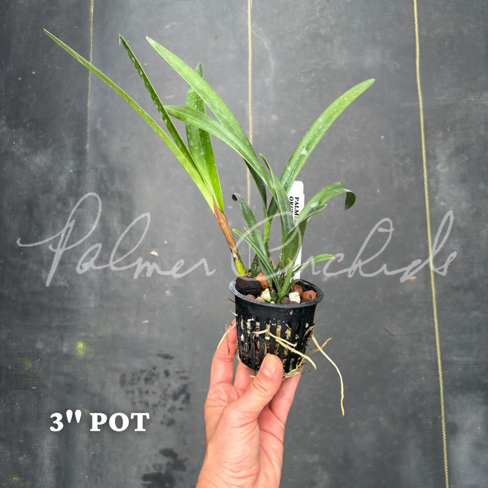 An AnRegalia CrownEmpireKINGSDOWセミダブル Encyclia rufa — Palmer Orchids